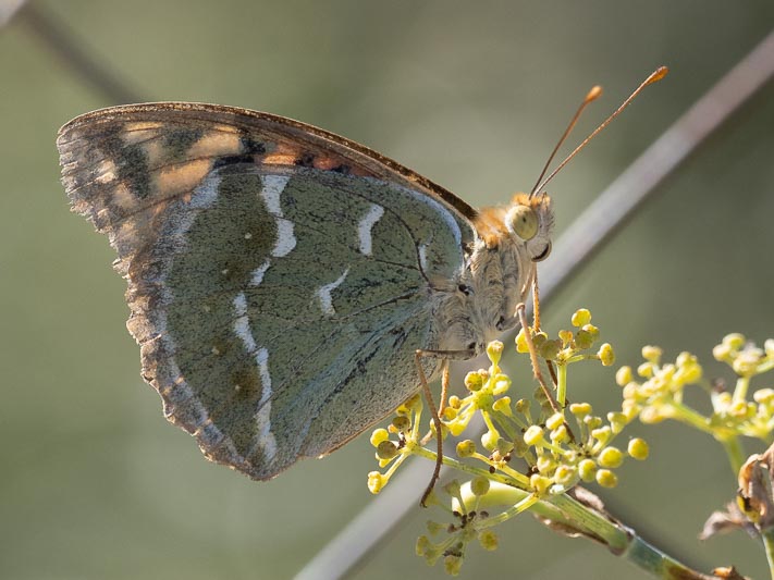 Cardinal Fritillary.jpg